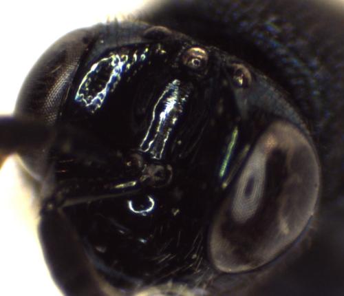Perilampus ruficornis